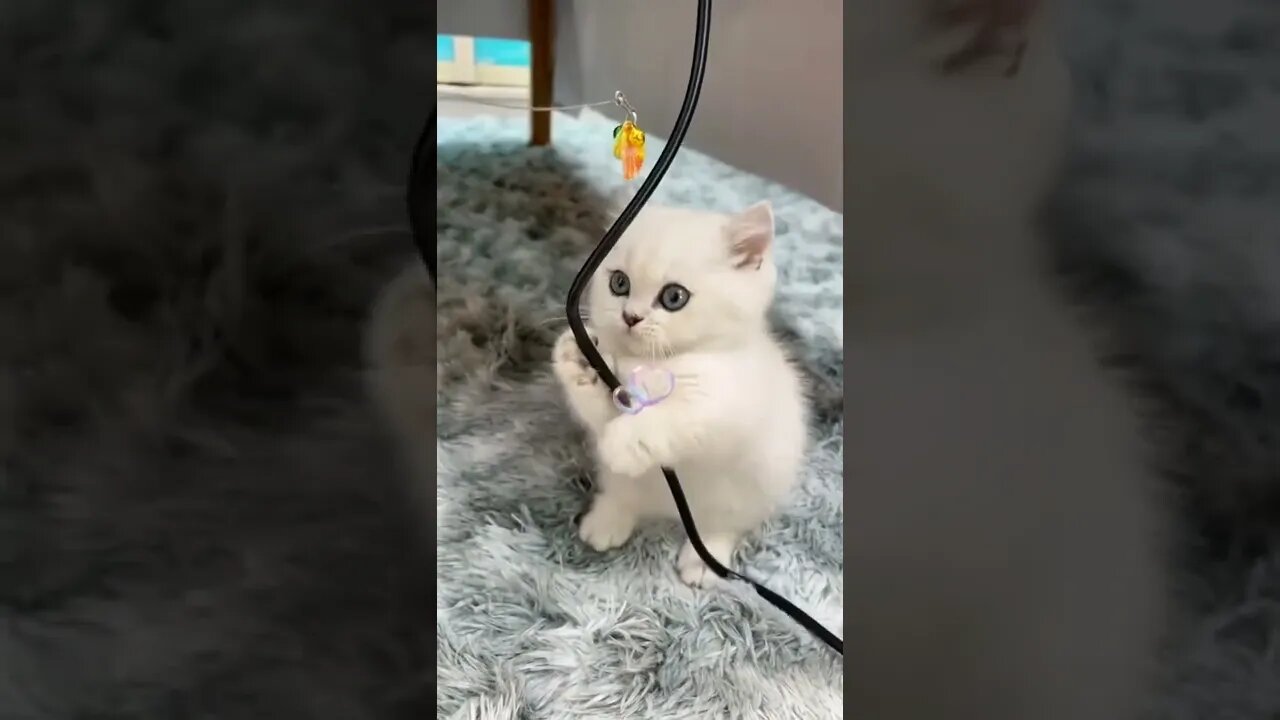 CUTENESS OVERLOAD 😍 Cute Cats Try Not To Laugh #shorts