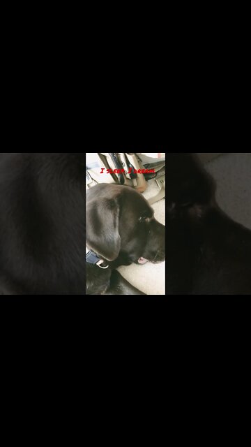 #Labrador is grifting. #Shorts #shortsvideo