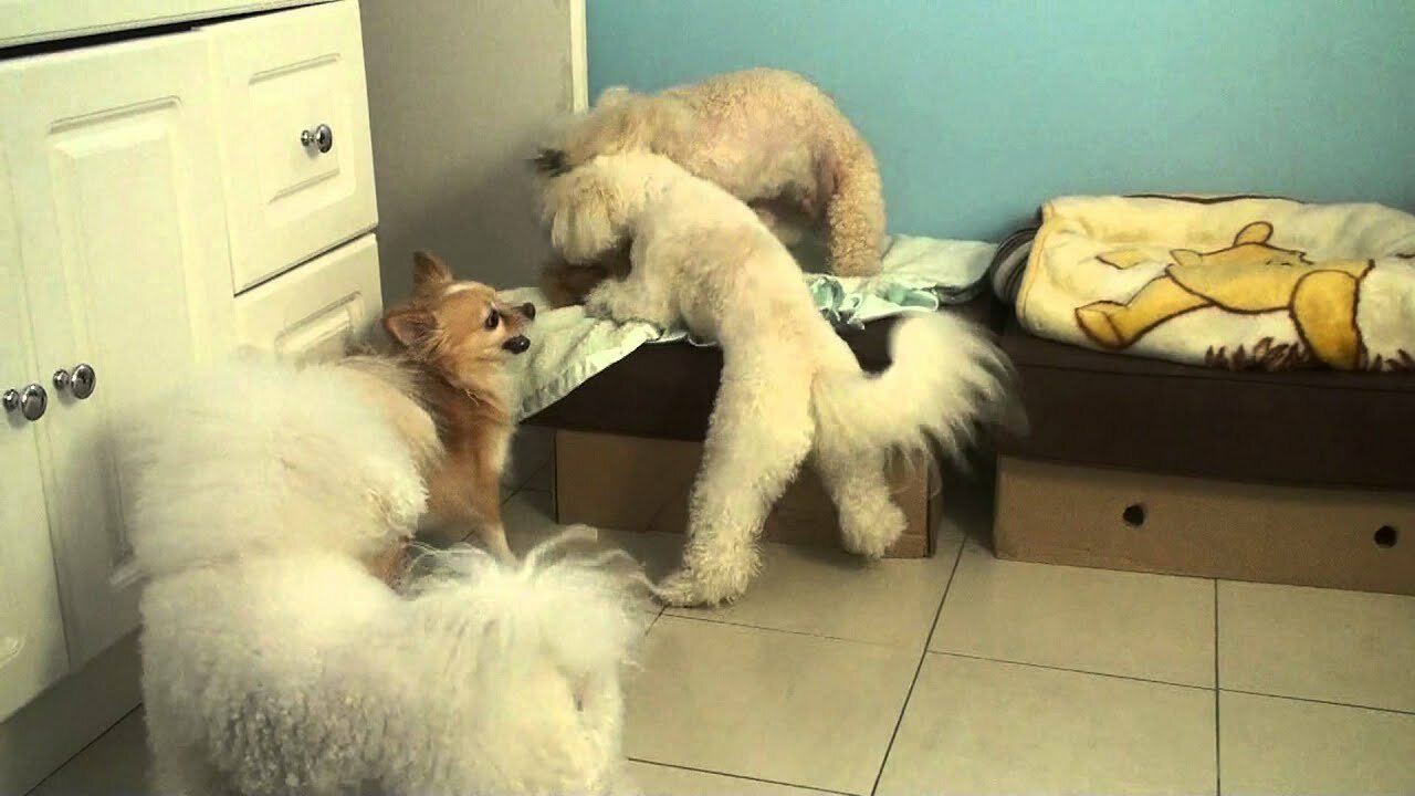 Funny Dogs Playing With Toys - Funny Dog Videos 2022