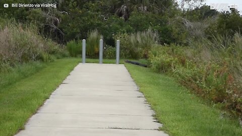 Il trouve un crocodile géant dans son jardin!