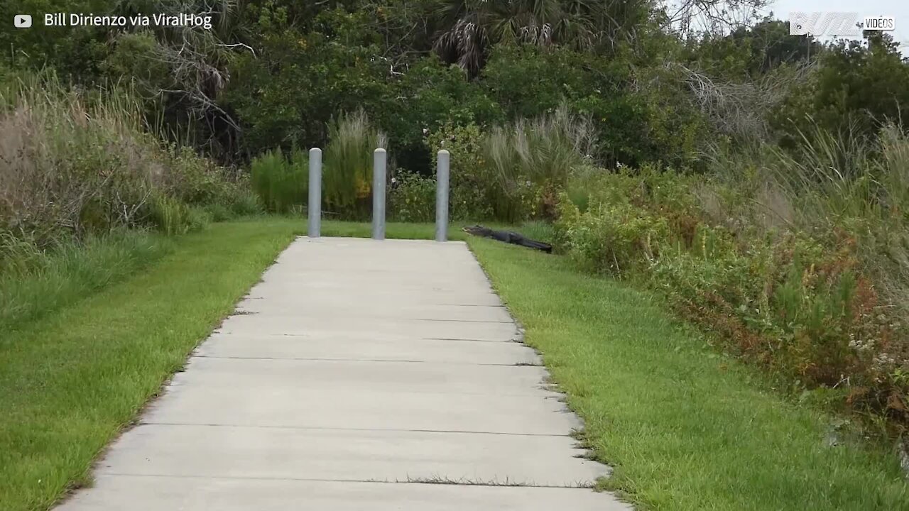 Il trouve un crocodile géant dans son jardin!