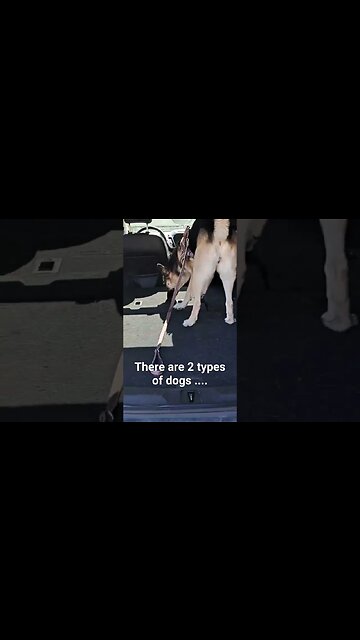 There are 2 types of dogs