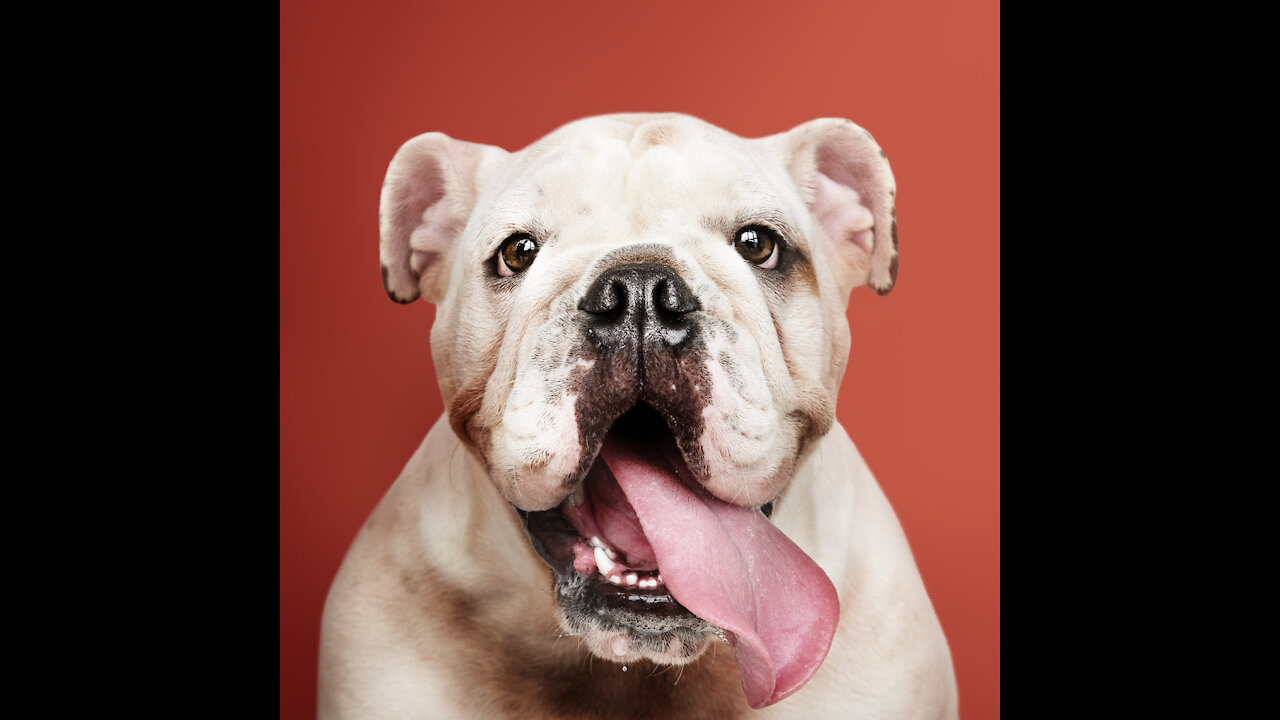 very funny dogs and cats 02
