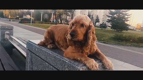 Very cute dog running and swimming outdoors on a walk