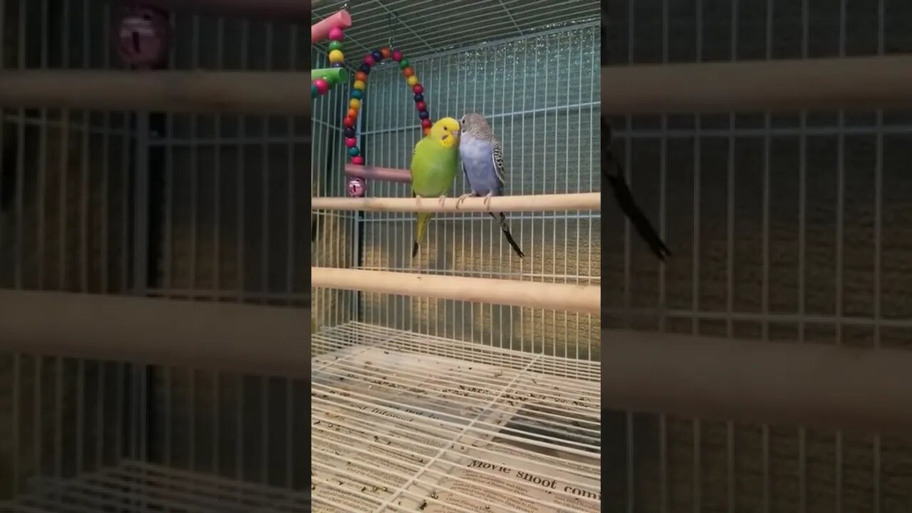 Budgies Had The Time Of Their Lives #budgies #shorts #youtubeshorts #birds #parrots #animallover