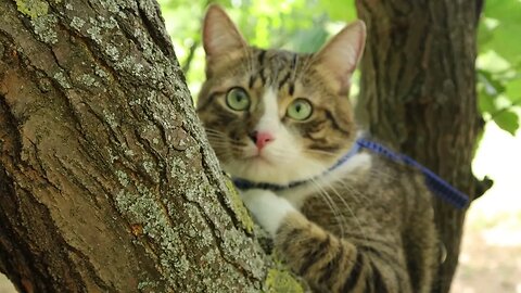 Evil Birds Tease the Poor Cat in the Tree