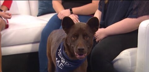 Pet of the Week for Oct. 13, 2019