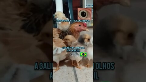 A Galinha-mãe com olhos azuis no Brasil...The mother hen with blue eyes in Brazil🇧🇷