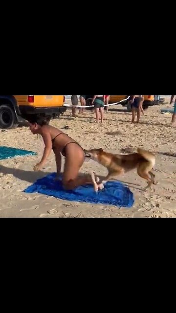 Wild dingo bites sunbather’s bottom on Australian beach