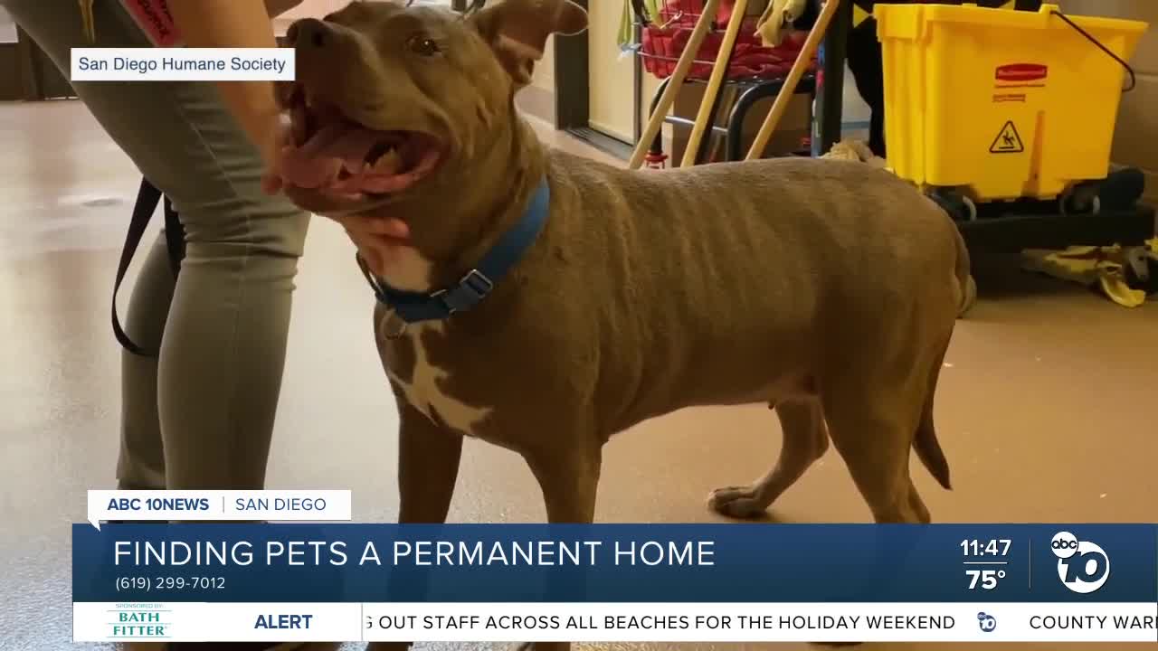 Pet of the Week: Spirit