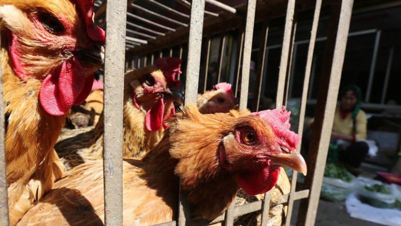 LOS GALLINAZOS LADRAN EN TODO EL MUNDO RATAS CHILLANDO