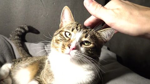 Scratching the Kitten's Neck