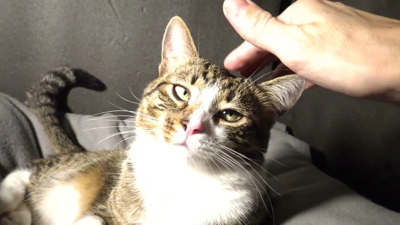 Scratching the Kitten's Neck