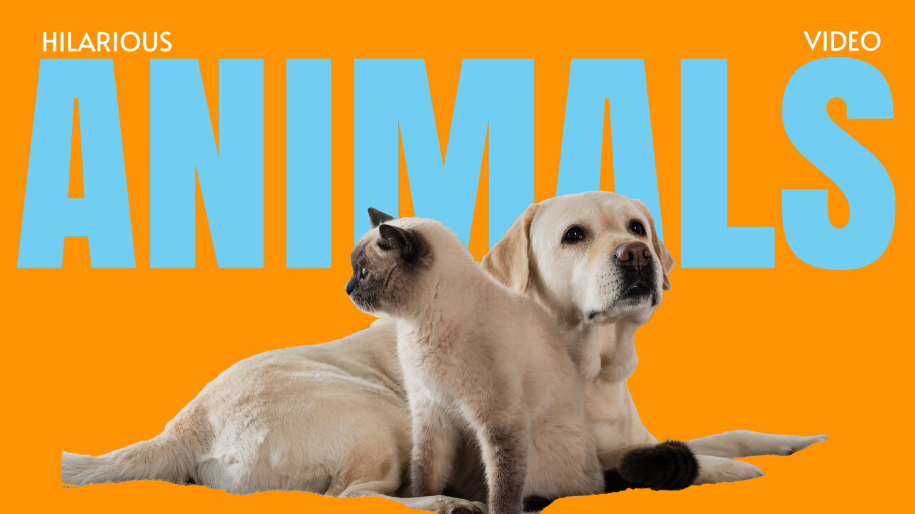 Too Funny to Handle! Animals Doing the Most Hilarious Things Ever Caught on Camera