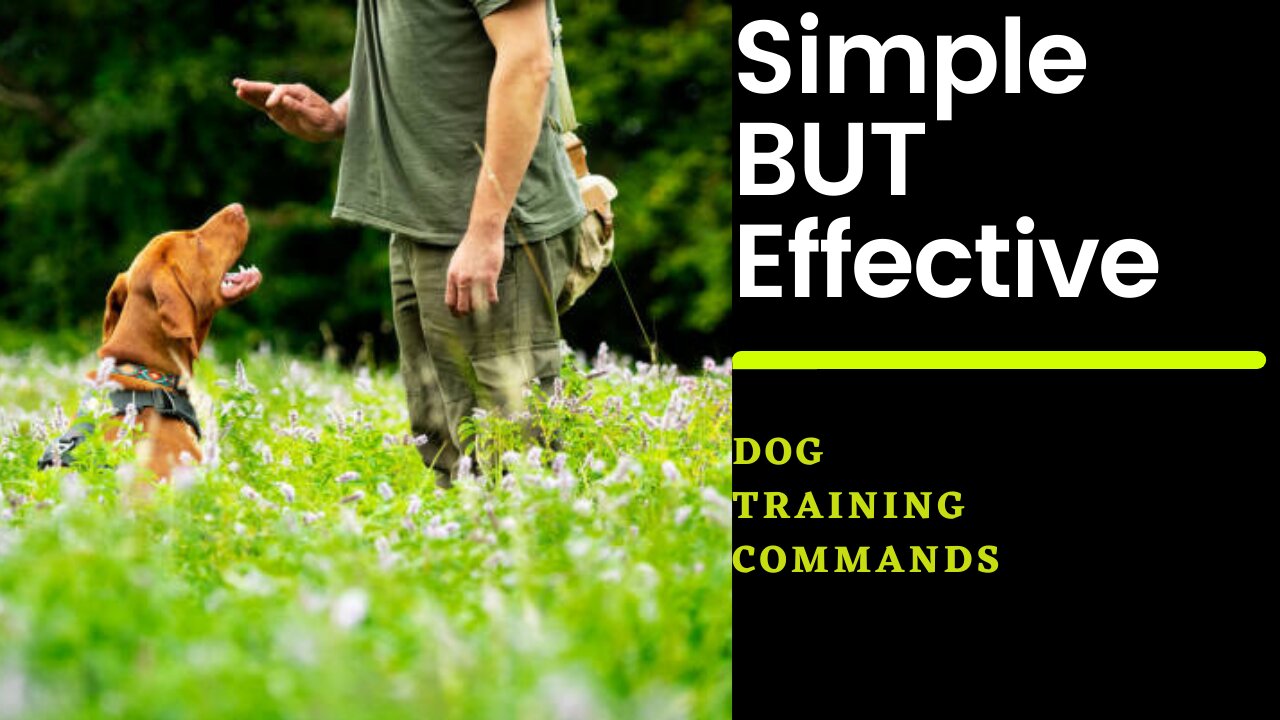 Simple Dog training Commands