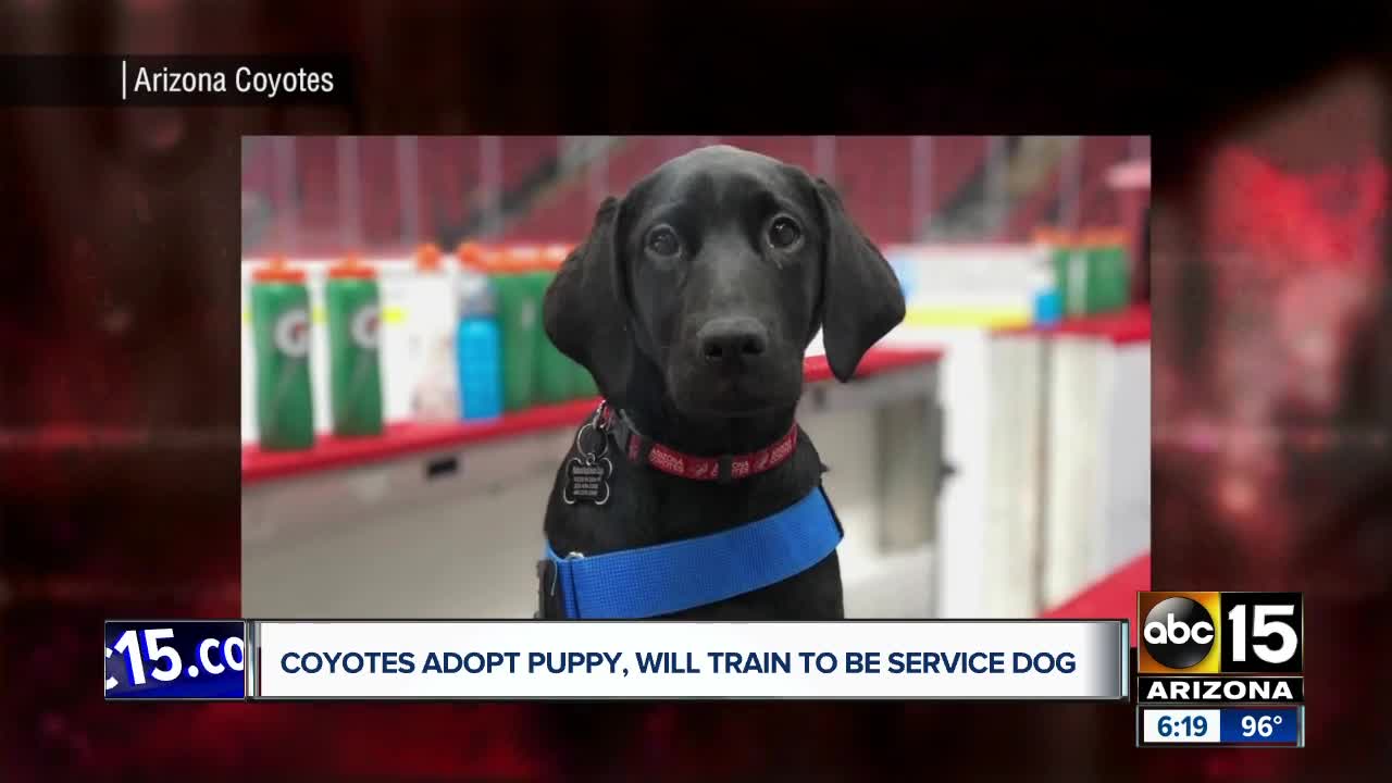 Coyotes adopt puppy, will train to be service dog