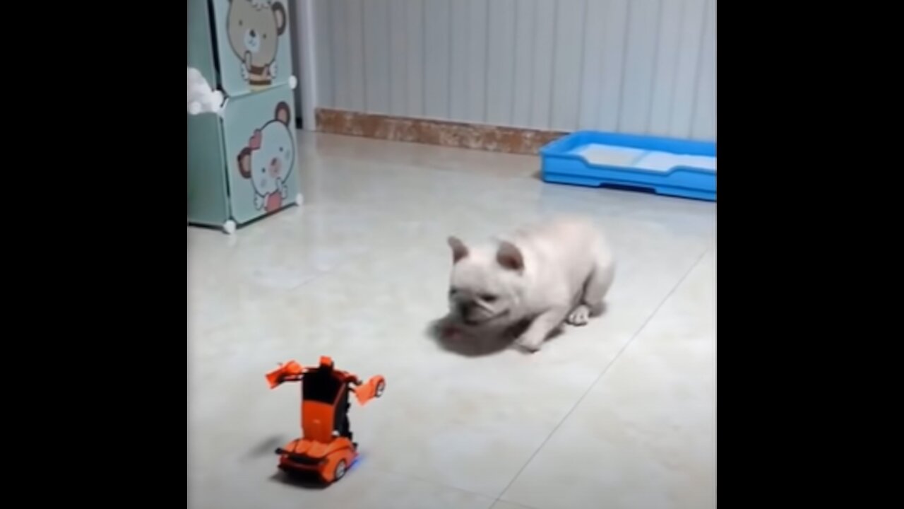 Funny pets Short Video