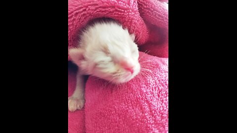 premature kitten