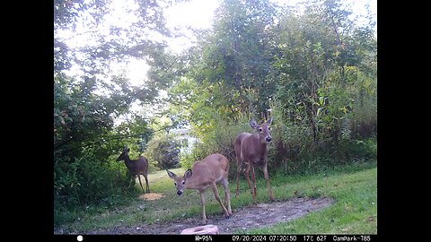 Deer 9-20-2024