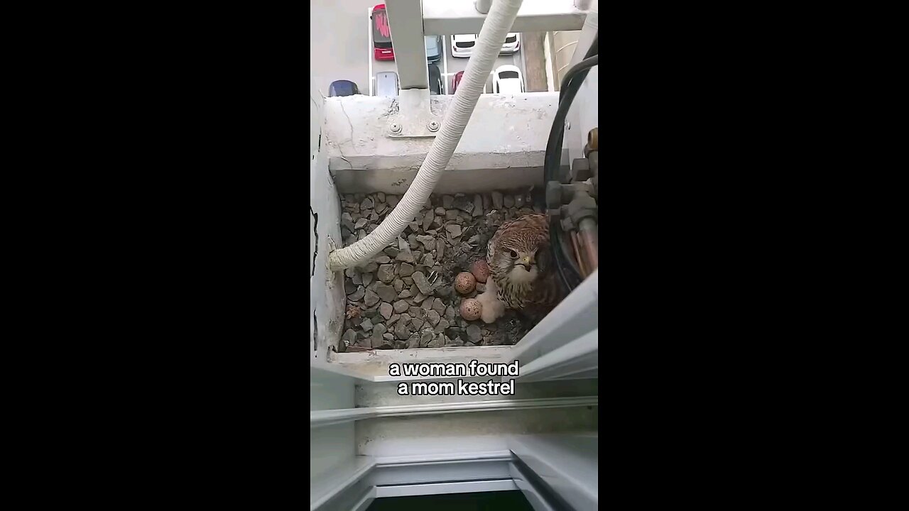 Kind Human Becomes Owl Parent: Adorable Rescue Story!