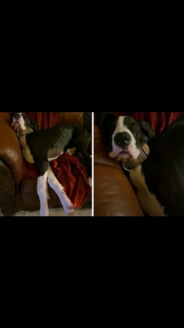 Snoring Great Dane Puppy Will Make You Smile