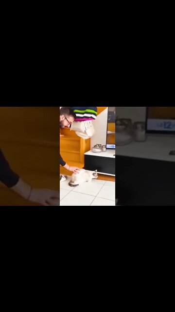 Funny Cats #shorts ! Subscribe for more Videos #funnycats #funnycatsvideos #youtubeshorts