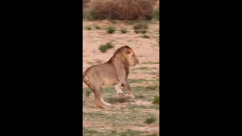 Lion Vs Lioness Fight