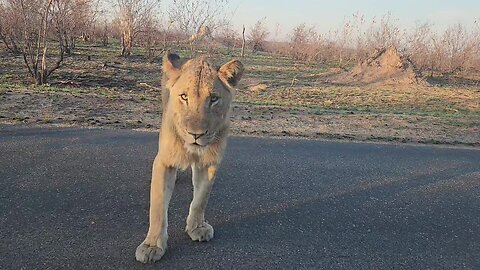 Wow! Beautiful sighting!