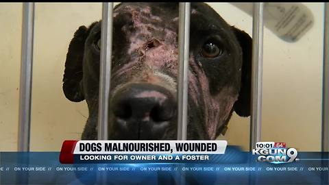 Stray dogs found malnourished with wounds