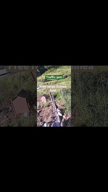 Farm surveillance of birds