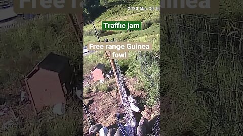 Farm surveillance of birds