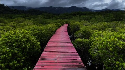 Salakphet “red bridge” through the mangrove forest Koh Chang Thailand