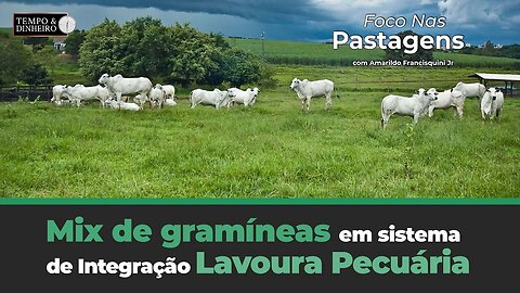 Desempenho animal em mix de gramíneas em sistema de Integração Lavoura Pecuária. Foco nas Pastagens