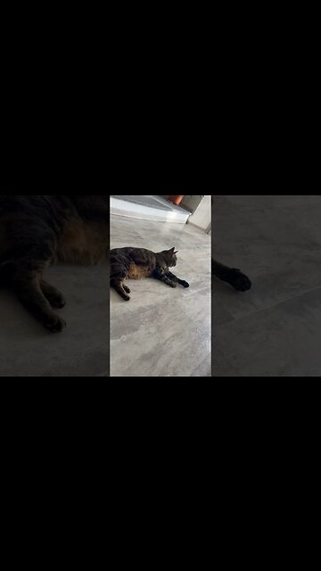 Katzen 🐈‍⬛ spielen..
