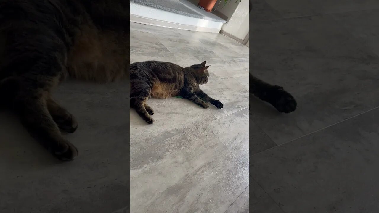 Katzen 🐈⬛ spielen..