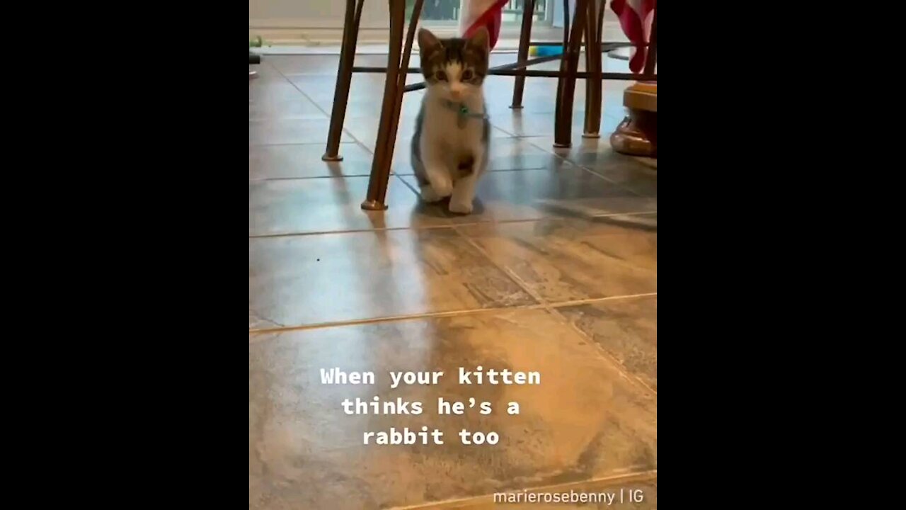 When your kitten thinks he's a rabbit too... 🤣🤣