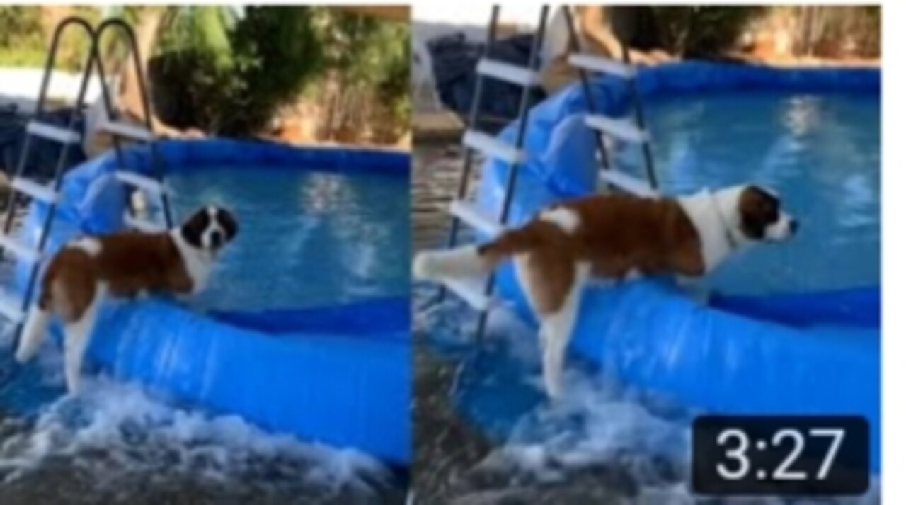 Dog destroy owner's pool and flood entire backyard