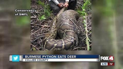 Scientists amazed when python regurgitates deer larger than itself