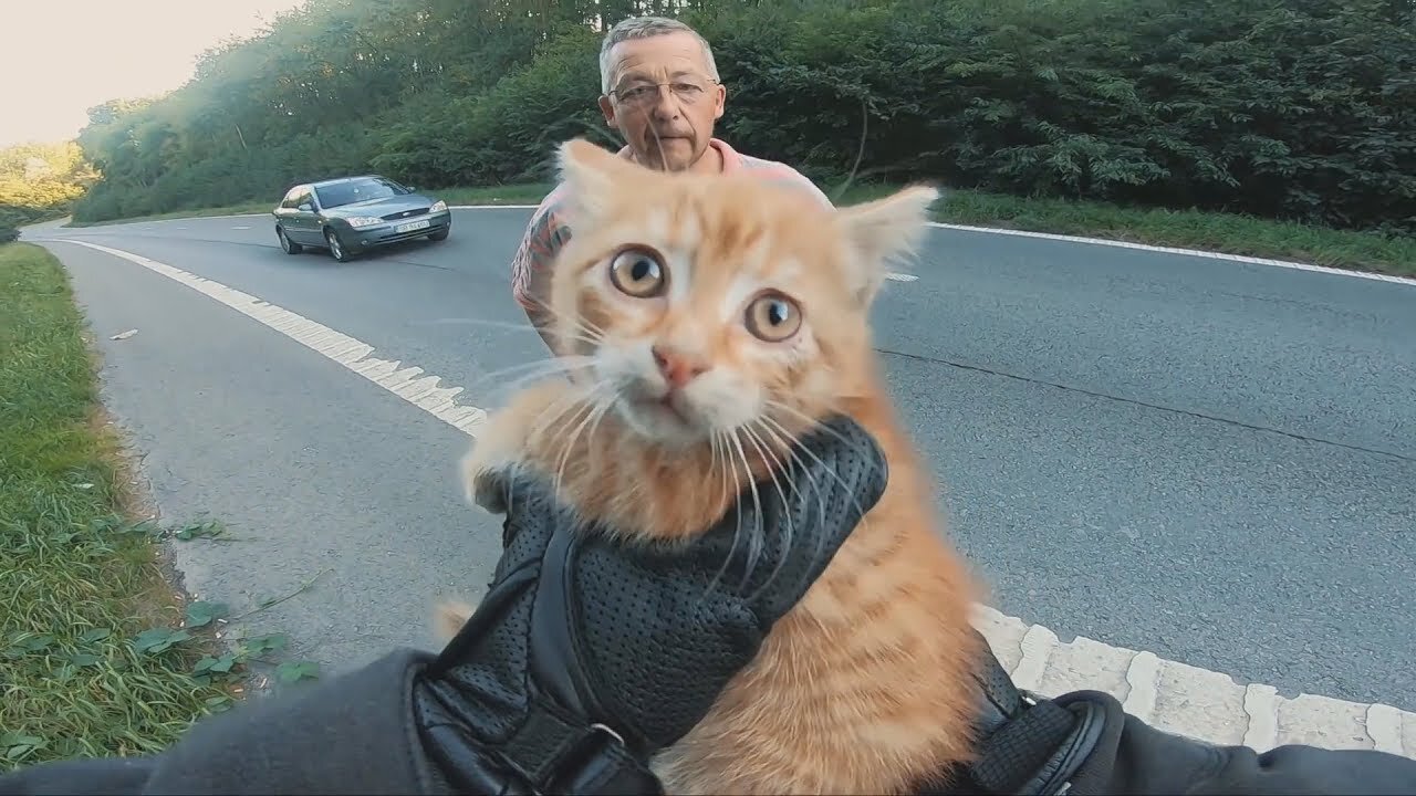 Biker saves a kitten stranded in the middle of the highway 2021