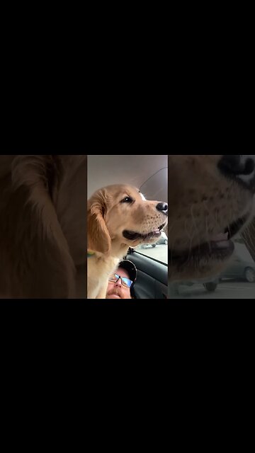 Puppies have no respect for personal space #petsofinstagram #puppy