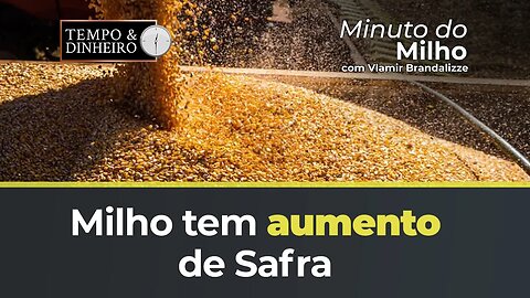 Milho tem aumento de safra