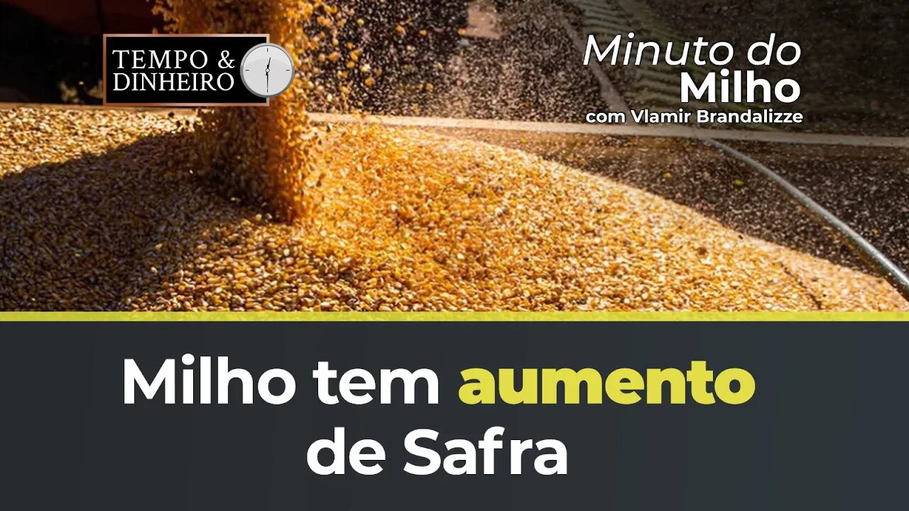 Milho tem aumento de safra