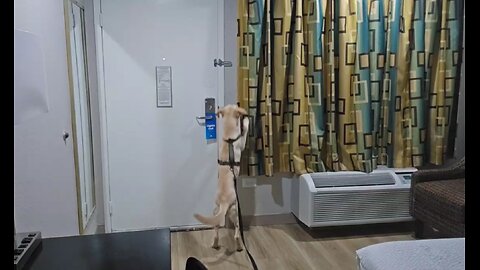 Peaches escapes