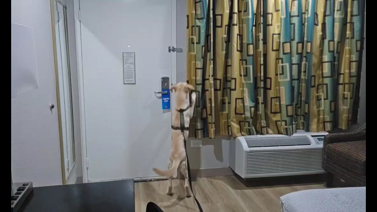 Peaches escapes
