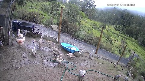 Farm monitoring animals