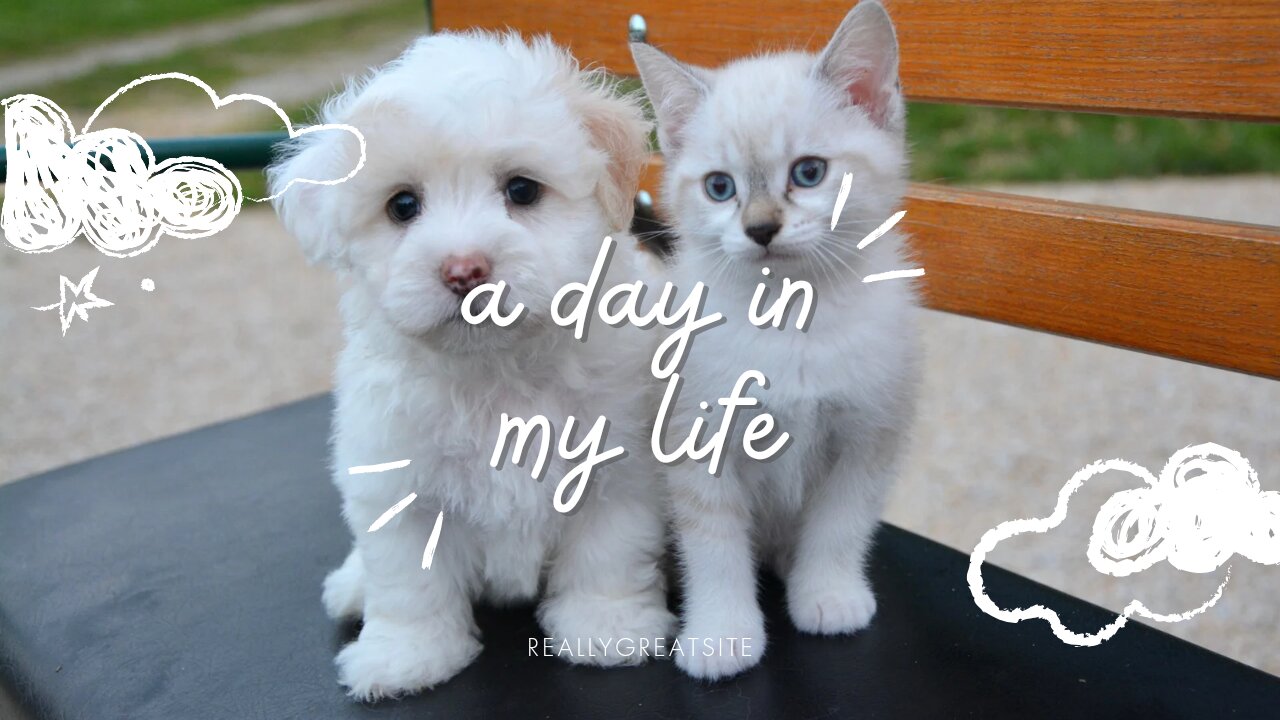 White fluffy dog having fun playing and enjoying his day.