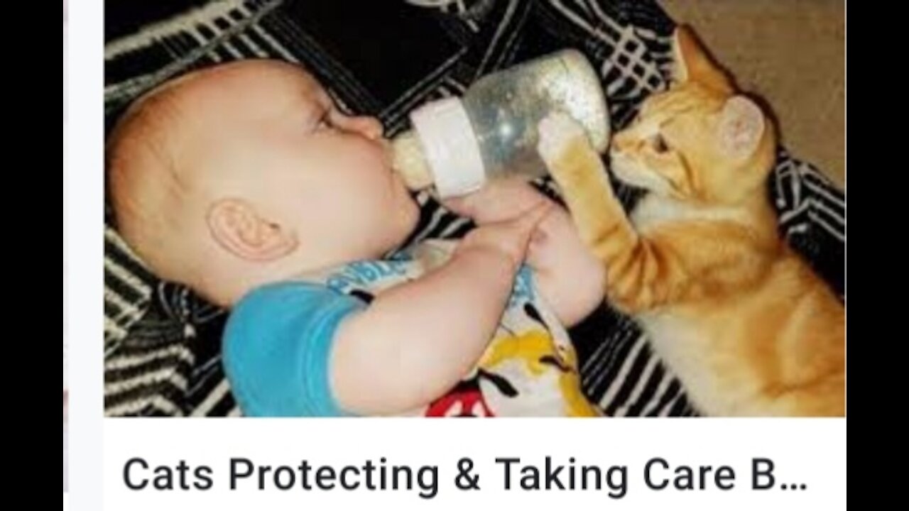 cats & baby funny videos.