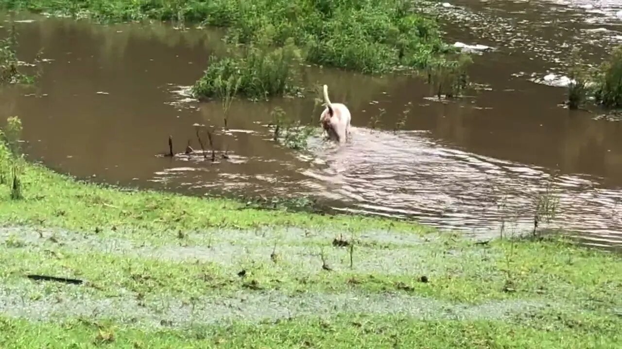 Beautiful big pit bull enjoys playing in flood water