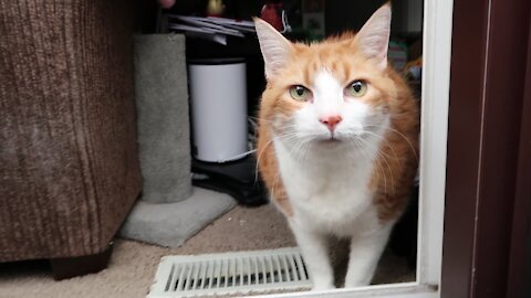 Cat Gets Scared By Wind Amazing Video