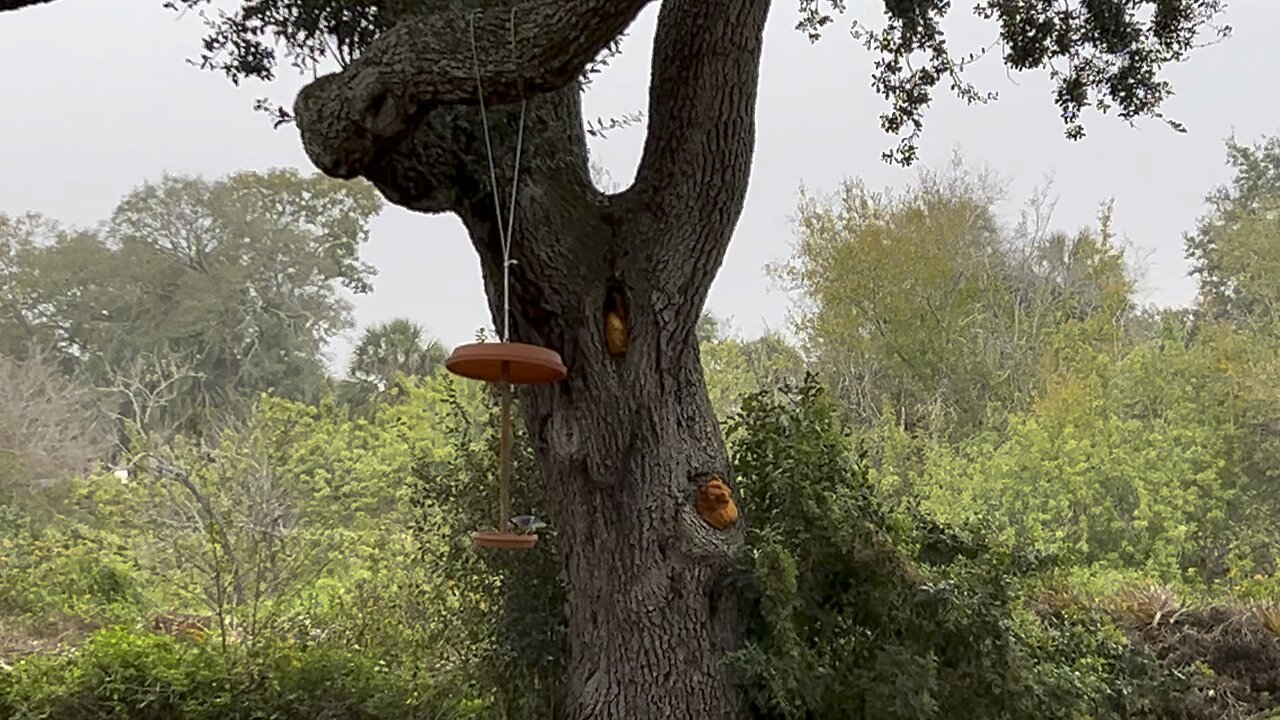 Birds enjoying the home made bird feeder